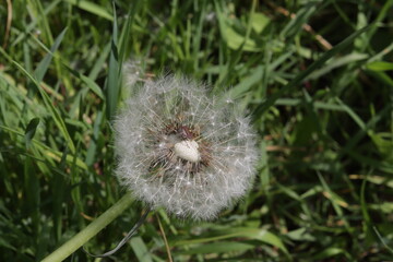 Photo of a white dandelion in the grass.