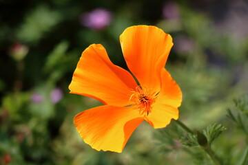 California poppy (Eschscholzia californica) a beautiful orange flower 