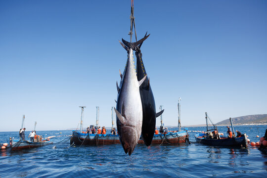 Pesca de at&uacute;n rojo salvaje de Almadraba 
