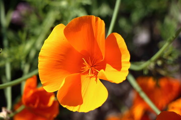Fototapeta premium California poppy (Eschscholzia californica) a beautiful orange flower 