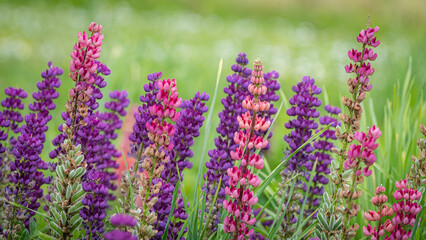 Purple and Pink Lupines in Bloom