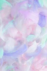Fototapeta premium Colorful feather background, top view.