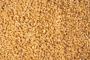 Wheat grain as a background. Top view.