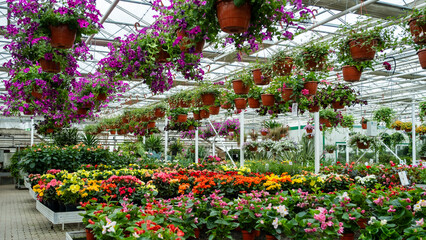 Lush Greenhouse Filled with Blooming Flowers