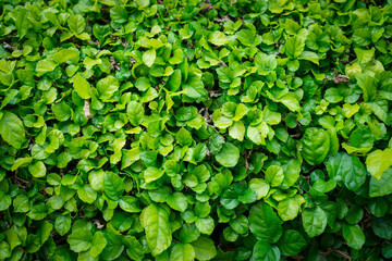 Empty green leaves field for environment or energy  background.Natural garden concept, leaves pattern  textured, seamless wallpaper, nature wall, space for work, banner, advertise, slide, copy space.