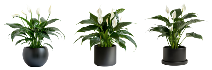 set of peace lily in a stylish black planter isolated on transparent background