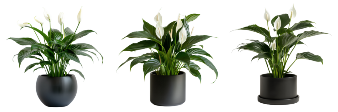 set of peace lily in a stylish black planter isolated on transparent background