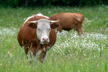 cows in the meadow