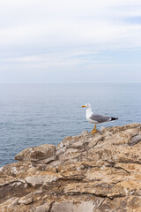 A seagull on a rock cliff on a cloudy day in Peniche Portugal