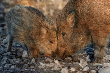A lovely tender moment of a young wild boar and its mother 