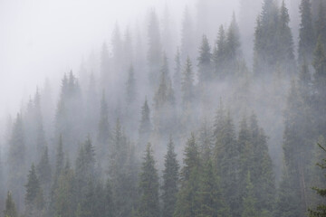 Beautiful natural mountain background of forest and tall fir trees in thick fog during the rain