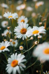 Fototapeta premium A sunny meadow filled with white daisies and bright yellow centers, perfect for spring or country-themed projects