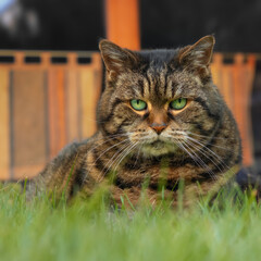 Naklejka premium Serious looking tabby cat with bright green eyes lying on grass with a window in the background