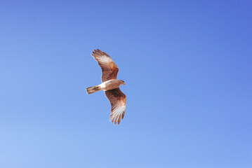 A little eagle in the air