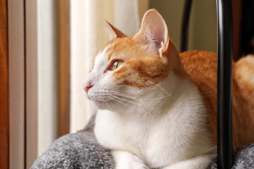A ginger cat sits on a pillow on the couch and looks intently out the window. Cute kitten fur is soft and fluffy