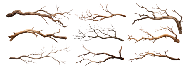Natural dry tree branches collection png set