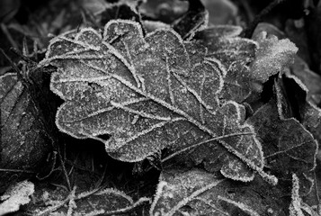 schwarz-weißes Eichenblatt (Quercus) mit Eiskristallen