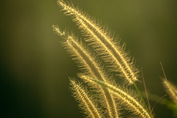 This close-up image beautifully captures the delicate structure of grass illuminated by the warm sunlight. The fine hairs on the grass spikes are highlighted, creating a golden halo effect that emphas