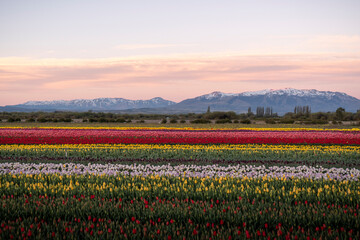 Tulipanes Patagonia en Trevelin Chubut, Argentina