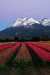 Tulipanes Patagonia en Trevelin Chubut, Argentina