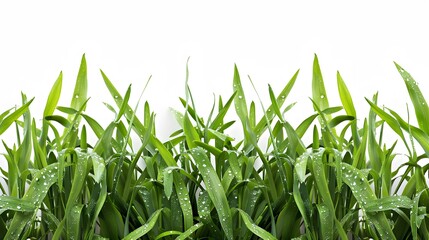 Obraz premium Grass on white background