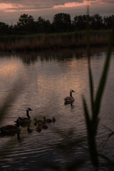 Enten schwimmen auf einem Teich, See und die Sonne des Sonnenaufganges spiegelt sich im Wasser