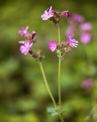 Eine lila Blume im Wald blüht