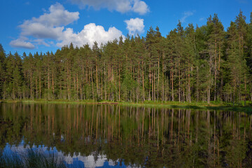 Nature of Northern Europe: forest lake and swamp in Finland, in June, lake Jousjarvi in ​​the Sipoonkorpi national park.