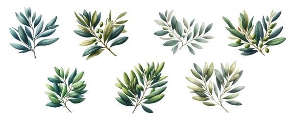 set of Watercolor illustration clipart of olive leaves branch isolated on transparent background