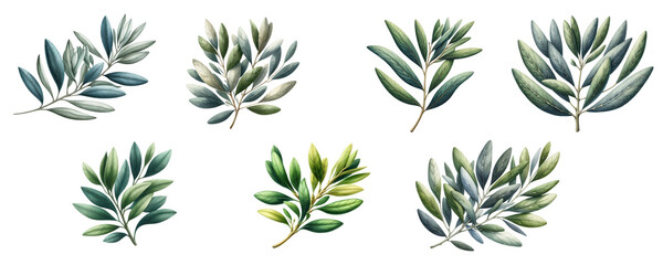 Obraz premium set of Watercolor illustration clipart of olive leaves branch isolated on transparent background