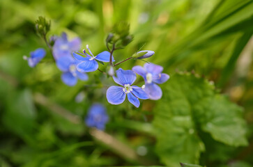 Veronica chamaedrys, the germander speedwell, bird's-eye speedwell, or cat's eyes, is a herbaceous perennial species of flowering plant in the plantain family Plantaginaceae.