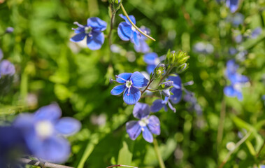 Veronica chamaedrys, the germander speedwell, bird's-eye speedwell, or cat's eyes, is a herbaceous perennial species of flowering plant in the plantain family Plantaginaceae.