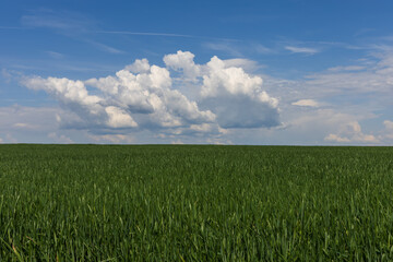 A line of green corn above which is a blue sky with white clouds.