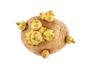 A potato with sprouts growing out of it on a white background