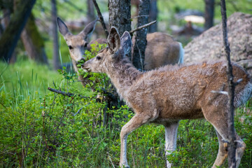 Close up on Mule deer speeding its winter coat and foraging in Yellowstone National Park. 