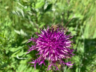 bee on thistle