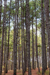 pine forest in the morning