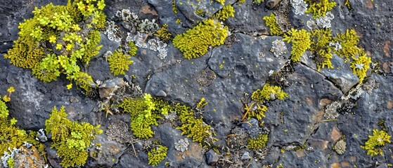 Moss adorns barren bedrock, painting a vibrant green tapestry of life amidst rugged terrain
