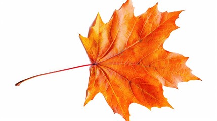 Maple leaf in autumn isolated on a white background