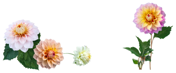 Stunningly vibrant Dalia flower, with petals in shades of pink, purple, and yellow, blooming in exquisite detail, collection of PNG