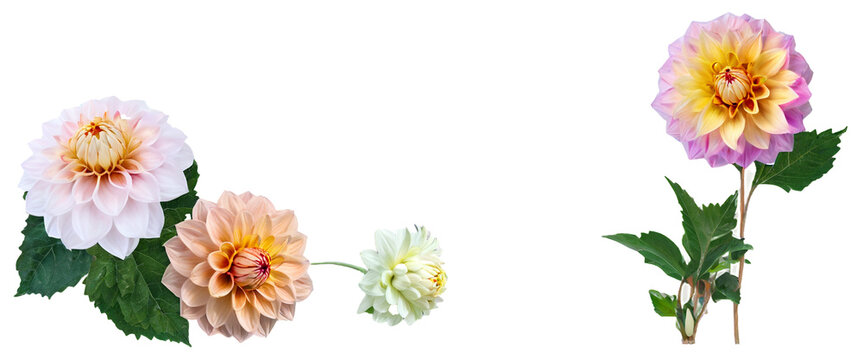 Stunningly vibrant Dalia flower, with petals in shades of pink, purple, and yellow, blooming in exquisite detail, collection of PNG