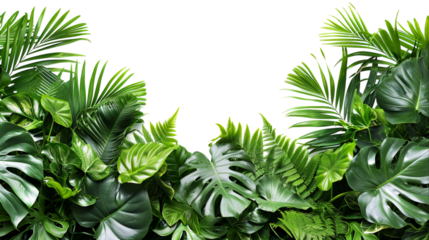 Lush green border of tropical leaves on white background.
