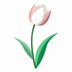 tulip isolated on white