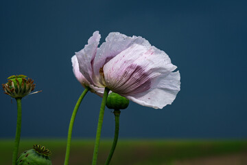 Nahaufnahme einer rosa-weißen Mohnblume ineinem Mohnblumenfeld (Papaver somniferum), Wassertropfen auf den geschlossenen Blütenblättern, blauer Himmel im Hintergrund