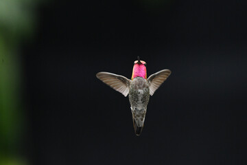Purple Headed Hummingbird Flight On Black 