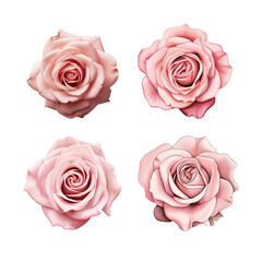 Four pink roses, isolated on a black background. Perfect for romantic or elegant designs