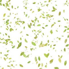 leaves blowing in the wind. leaves falling. seasonal leaves. Leaf. Greenery 