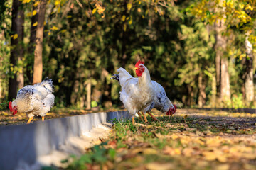 Three chickens are walking on a sidewalk, eating grass