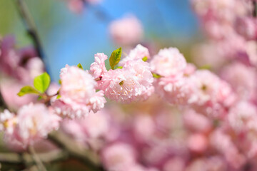 Pink flowers on a tree branch. Background with copy space for text