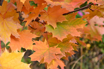 a maple tree with green and orange leaves 